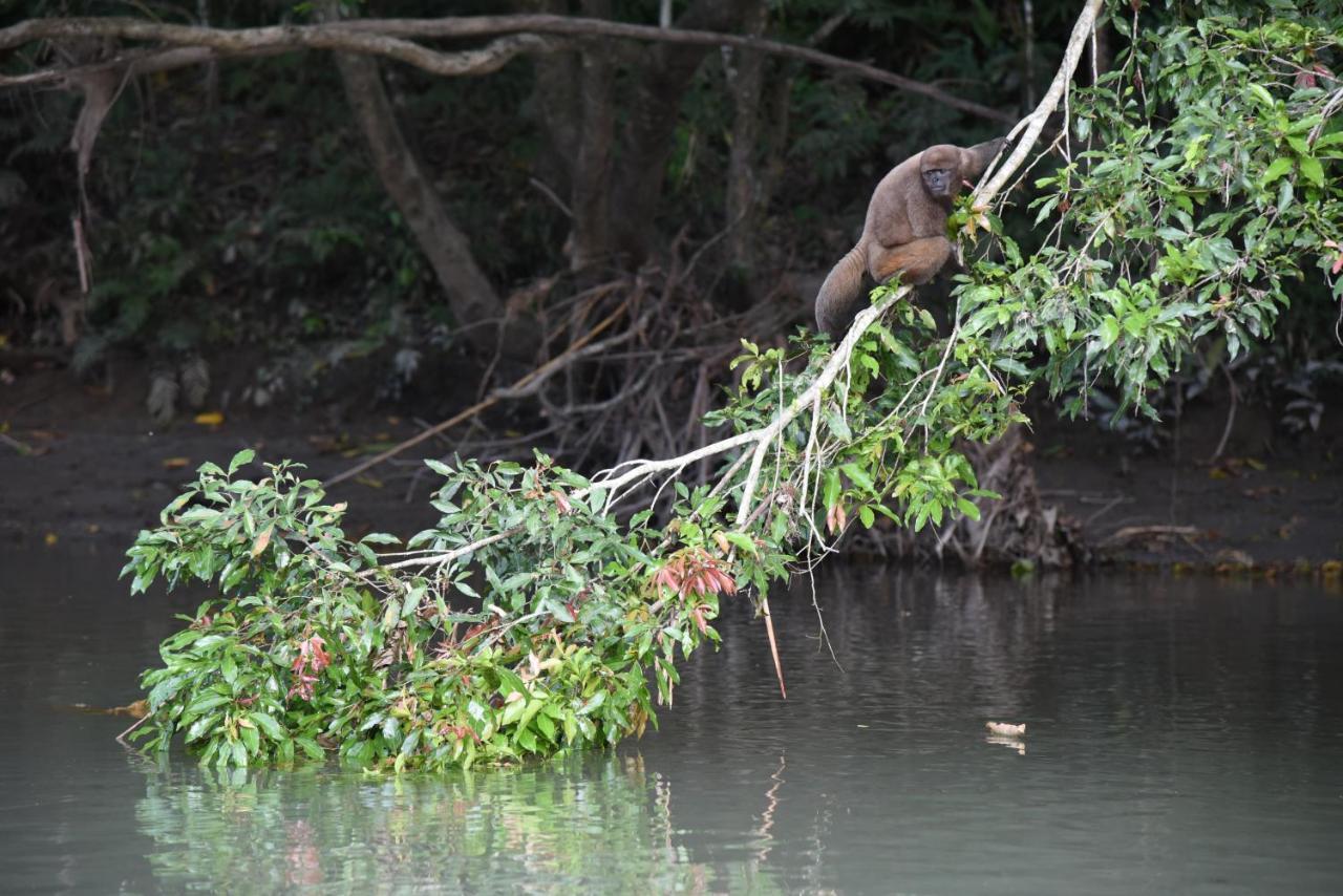 Gaia Amazon Eco Lodge Ahuano Luaran gambar